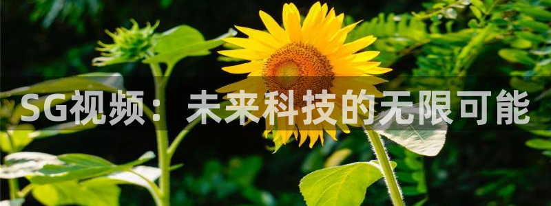 星空视频影视